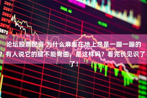 论坛股票配资 为什么麻雀在地上总是一蹦一蹦的？有人说它的腿不能弯曲，是这样吗？看完长见识了！